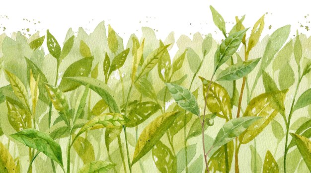Las hojas de té de acuarela de fondo patrón sin costuras plantación de té arbusto de té ilustración dibujada a mano