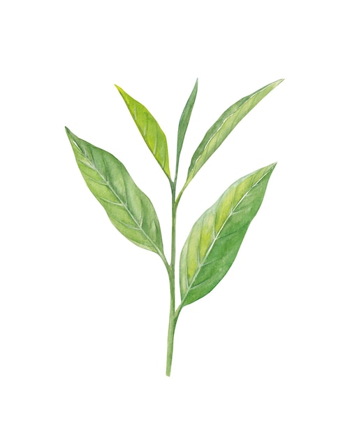 Hojas de té con acuarela