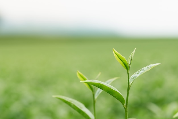 Las hojas de té crecen en el medio de la plantación de té