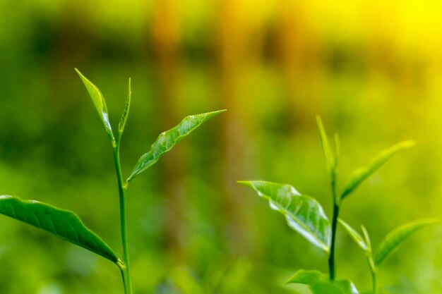 Foto hojas de té en fresh garden