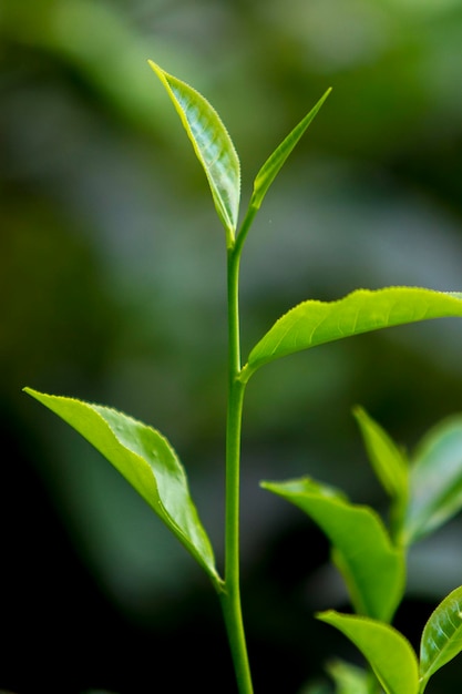 Foto hojas de té en fresh garden