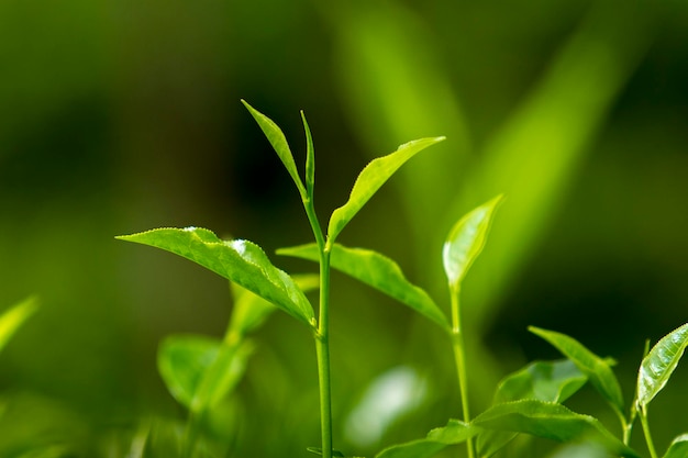 Foto hojas de té en fresh garden