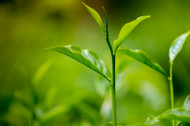 Foto hojas de té en fresh garden