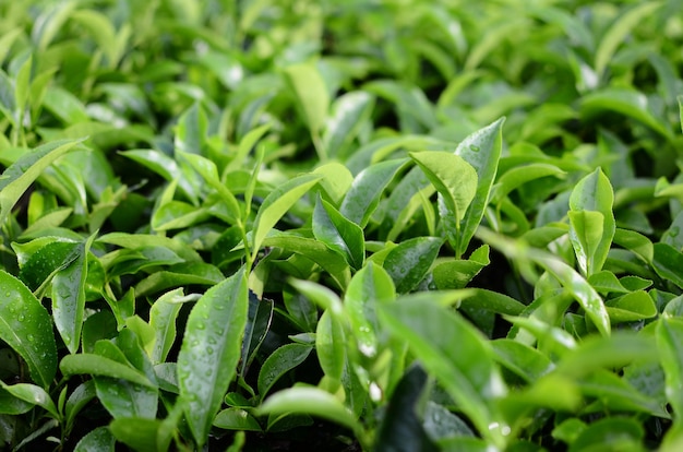 Hojas de té en la plantación después de la lluvia.