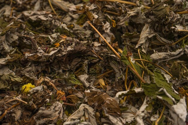 Hojas de té secas como fondo