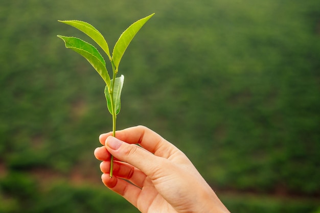 Hojas de té secas Línea de producción dentro de la fábrica de té en India Munnar