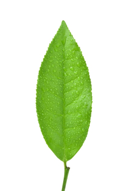 Hojas de té verde aisladas en blanco