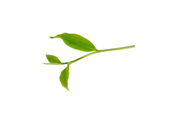 Hojas de té verde aisladas en blanco