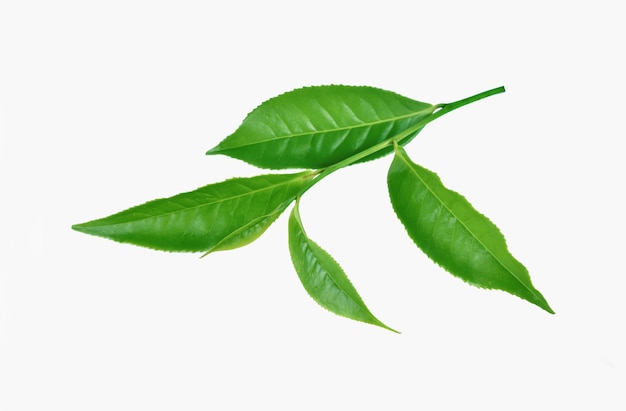 Hojas de té verde aisladas en blanco