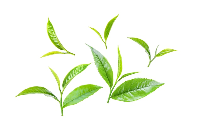 Hojas de té verde aisladas sobre fondo blanco