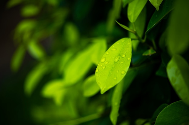 Hojas de té verde, brotes jóvenes que son hermosos.