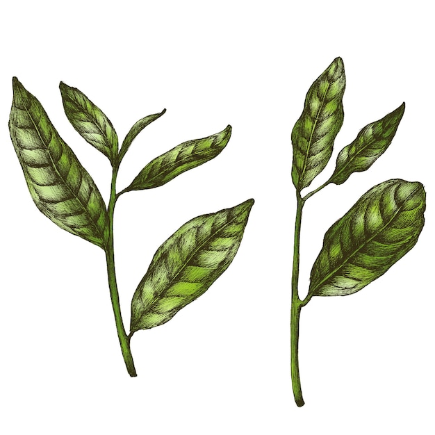 Hojas de té verde de colores png transparente