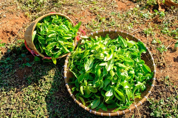 Hojas de té verde en contenedor de bambú y vista superior de la cesta