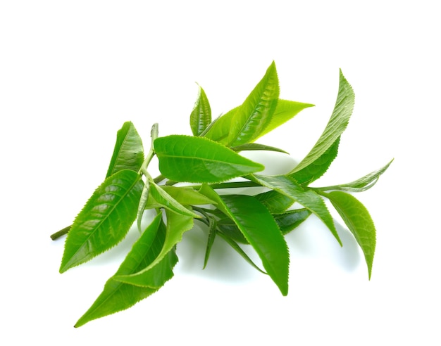 Hojas de té verde frescas aisladas