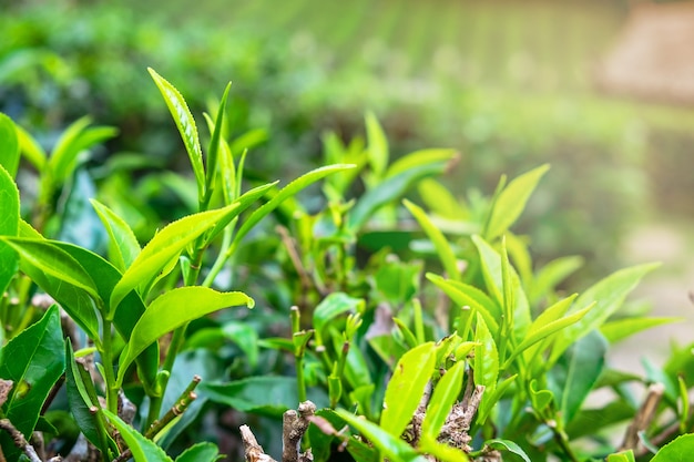 Hojas de té verde fresco.