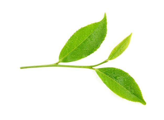 Hojas de té verde con gotas de agua aislado sobre fondo blanco.