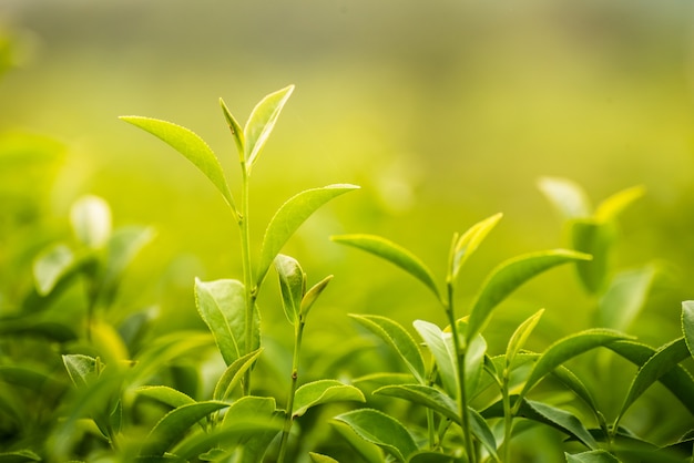 Hojas de té verde en la granja por la mañana