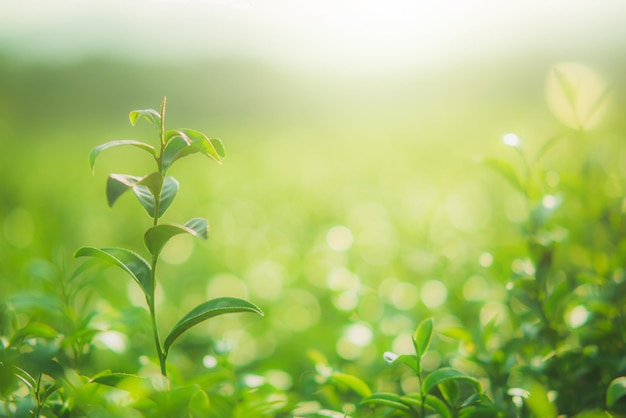 Hojas de té verde por la mañana y por la noche tomadas bajo la luz del sol en el jardín de té fondo borroso