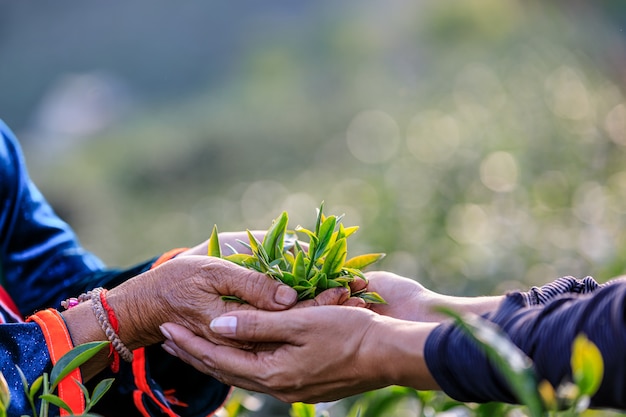 Hojas de té verde en la mano dos agricultores y tierras de cultivo