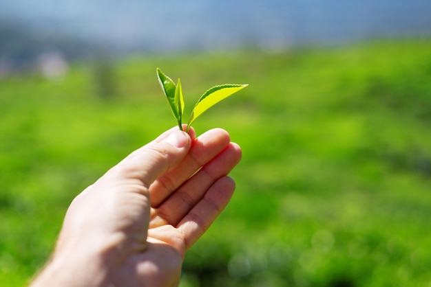 Hojas de té verde en la mano bajo el sol. Plantaciones de té, sri lanka