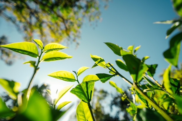 Hojas de té verde en la naturaleza luz del atardecerCierre de nuevas hojas de té