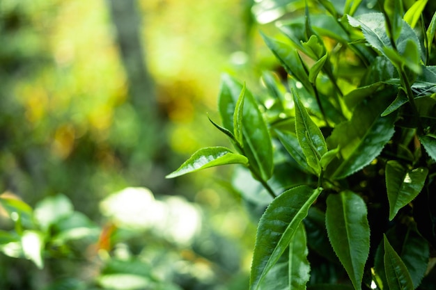 Hojas de té verde en la naturaleza luz del atardecerCierre de nuevas hojas de té