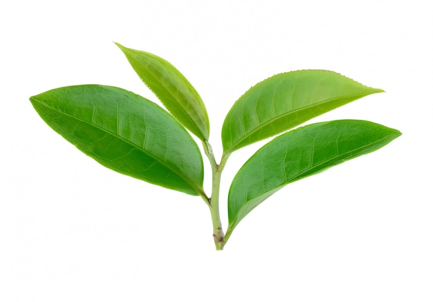 Hojas de té verde en la pared blanca