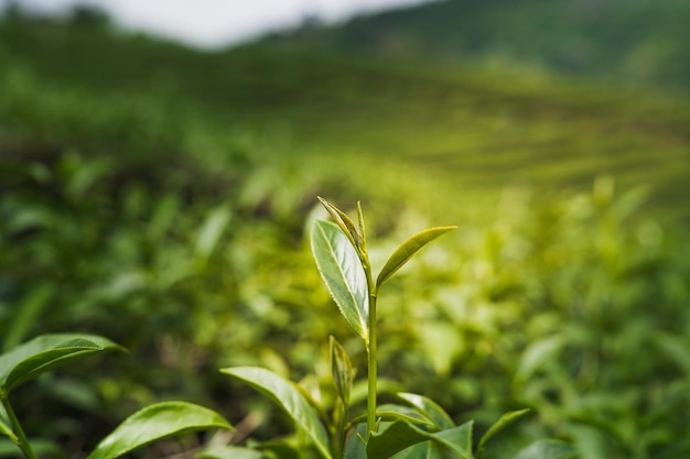 Hojas de té verde en una plantación de té