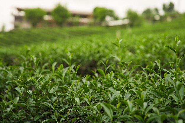 Hojas de té verde en una plantación de té