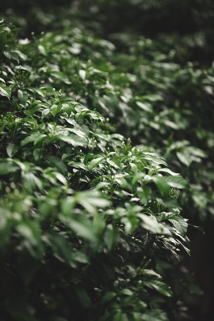 Hojas de té verde en una plantación de té