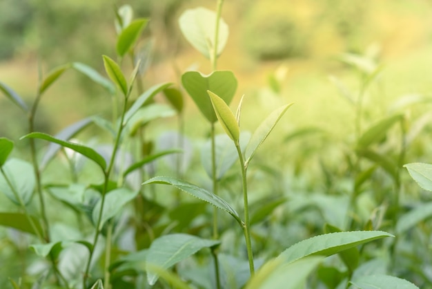 Hojas de té verde en una plantación de té.