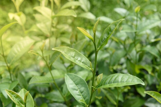 Hojas de té verde en una plantación de té.