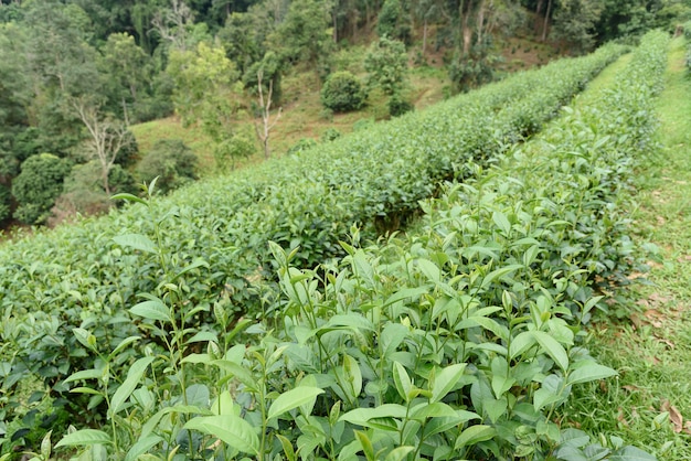 Hojas de té verde en una plantación de té.