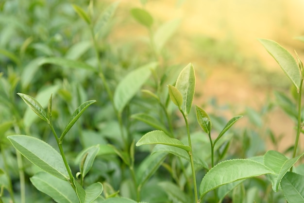 Hojas de té verde en una plantación de té.