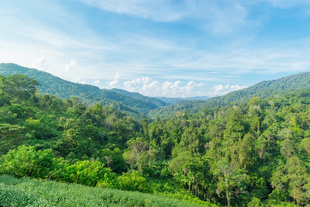 Hojas de té verde en una plantación de té