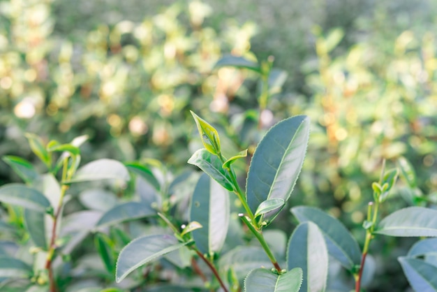 Hojas de té verde en una plantación de té