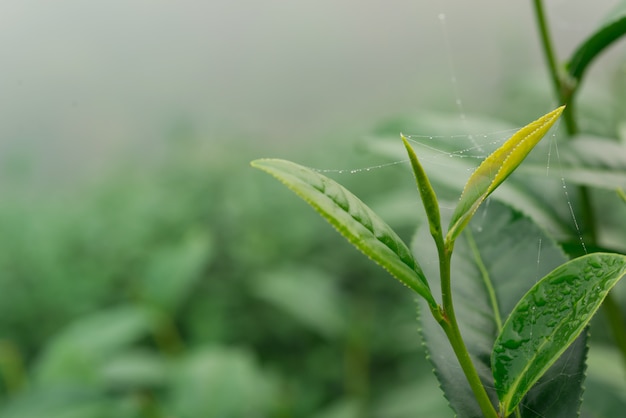 Hojas de té verde en una plantación de té