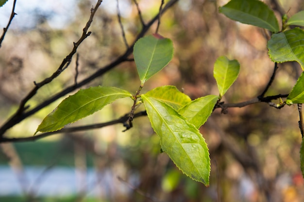 Hojas de té verde en una rama, fondo borroso. Hoja de té joven en la plantación, principios de la primavera de China