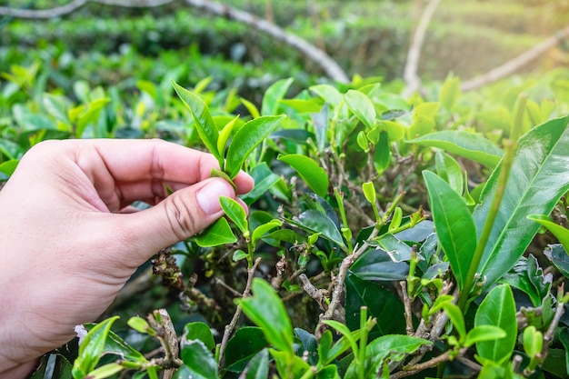 Hojas de té verde recogidas a mano.