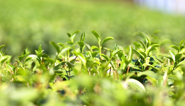 Hojas de té verde