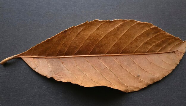 Foto las hojas de teca marrones secas aparecen cerca del hueso y las venas de la hoja