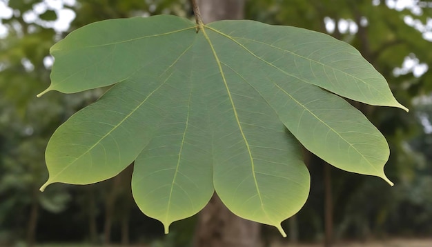 hojas de teca o de árbol Tectona grandis