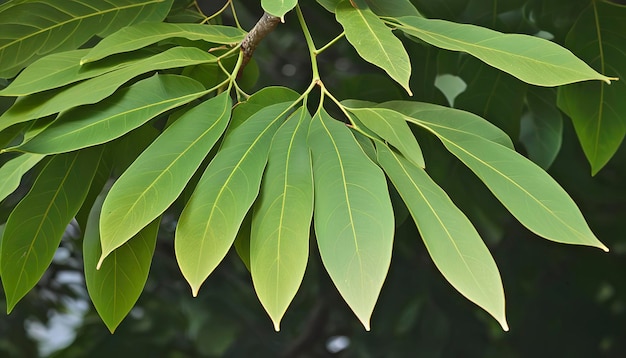 hojas de teca o de árbol Tectona grandis