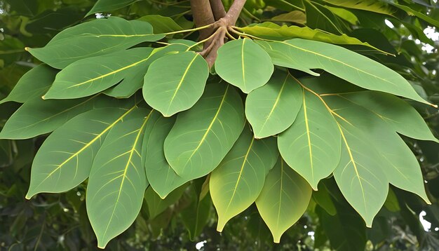 hojas de teca o de árbol Tectona grandis