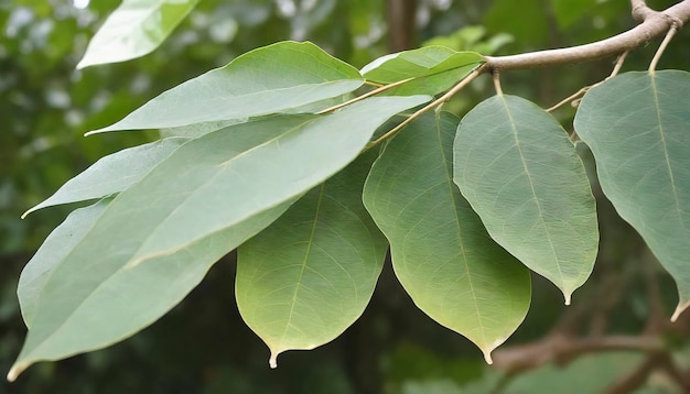 hojas de teca o de árbol Tectona grandis