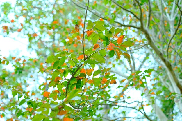 Foto hojas en la temporada de otoño.