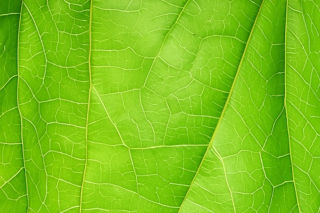 Foto hojas textura fondo naturaleza hojas verdes tropicales