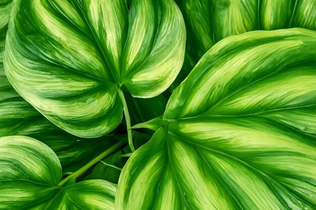 Foto hojas textura fondo naturaleza hojas verdes tropicales