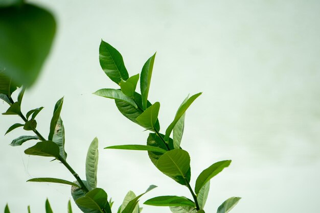 Las hojas tiernas de limón se balancean con el viento Hojas de limón brillantes bajo el cielo azul Las hojas de limón tienen muchos beneficios para la salud