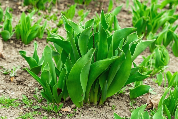 Hojas tiernas de tulipanes en el jardín Temporada de primavera de plantas en crecimiento Concepto de jardinería